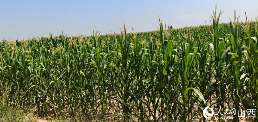 11.jpg 冰球突破